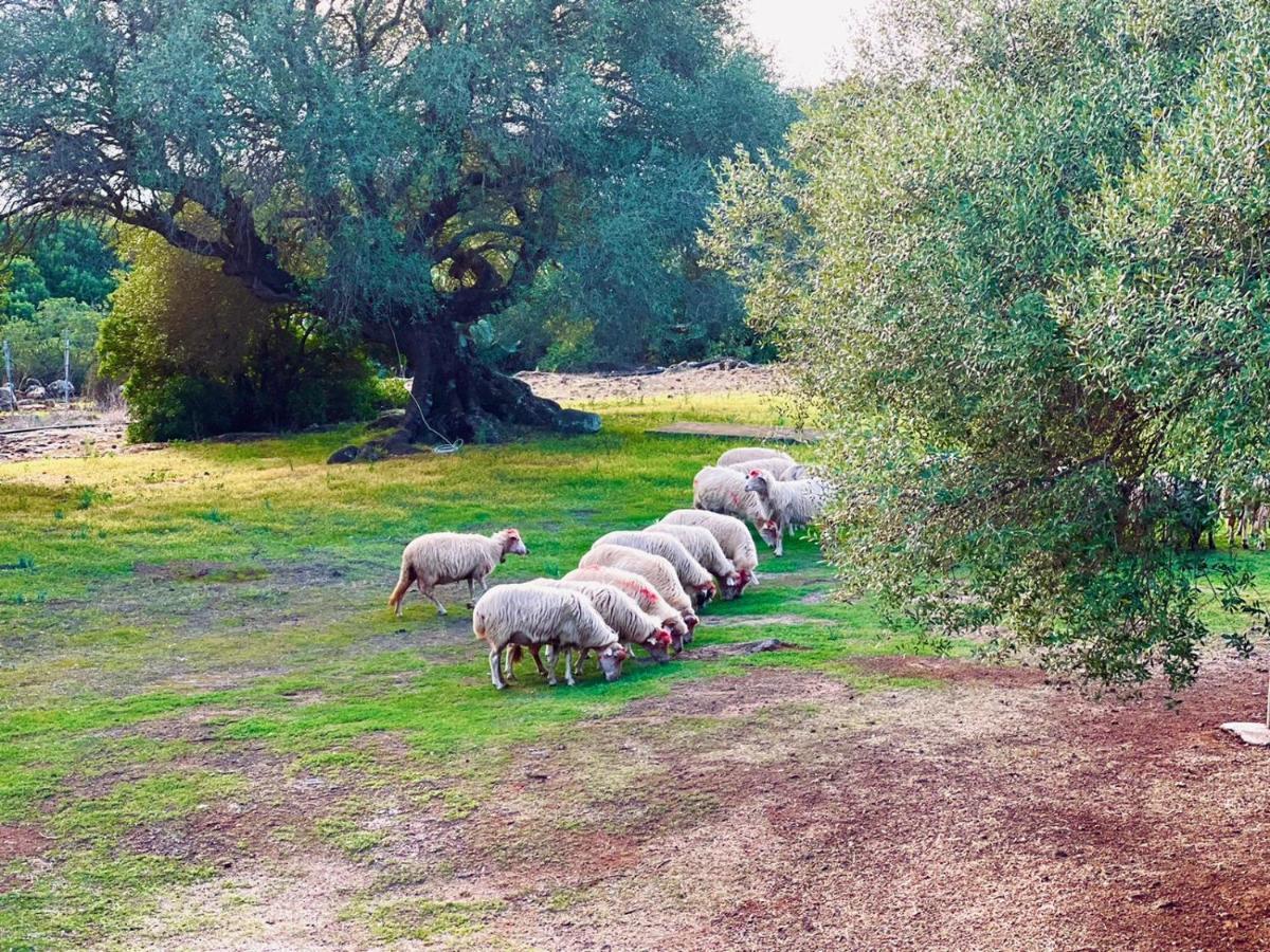 Agriturismo Conca' E Janas Доргали Екстериор снимка