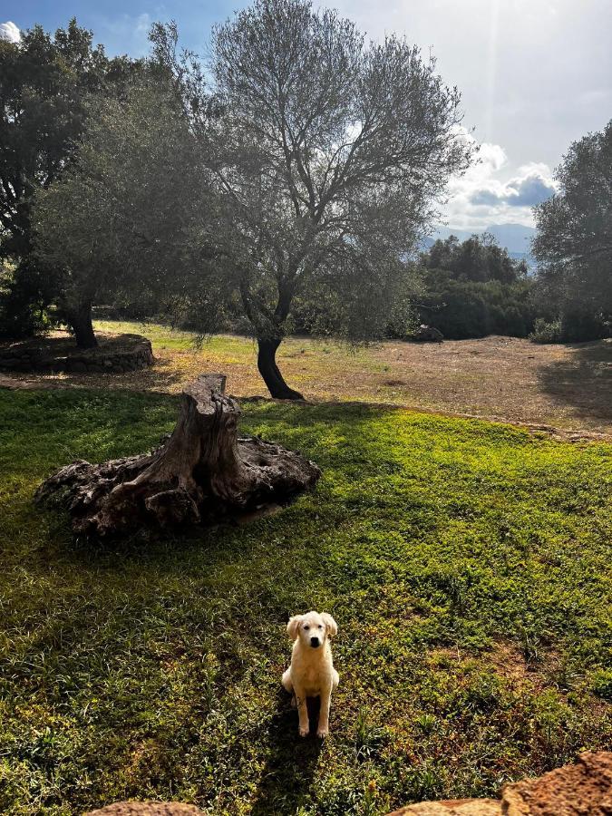 Agriturismo Conca' E Janas Доргали Екстериор снимка